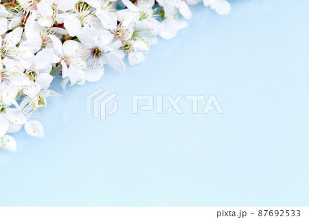 Spring banner, branches of blossoming fruit tree on blue Spring banner, branches of blossoming fruit tree on blue 87692533