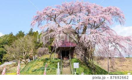 上石の不動ザクラ　福島県 87692662