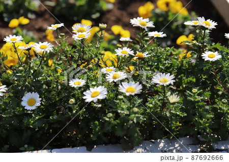 日本の春の庭に咲くヒナギクとビオラの花 日本の春の庭に咲くヒナギクとビオラの花 87692666