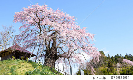 上石の不動ザクラ　福島県 87692694