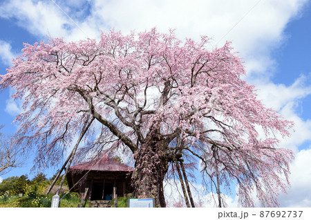 上石の不動ザクラ　福島県 87692737