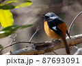 ジョウビタキ 87693091