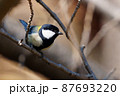 シジュウカラ 87693220