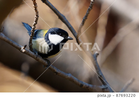 シジュウカラ 87693220