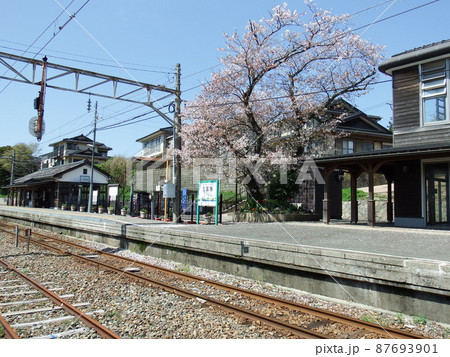 さくらの花が満開の三国港駅 87693901