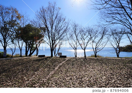 冬枯れの坂本城址公園(滋賀県大津市) 冬枯れの坂本城址公園(滋賀県大津市) 87694006