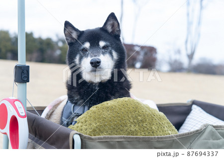 キャリーカートに乗った黒柴犬 キャリーカートに乗った黒柴犬 87694337
