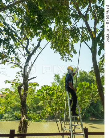 Asian professional gardener trimming plants using pruning saw on a ladder. A Tree Surgeon or Arborist cuts branches of a tree in the garden. Man sawing tree with hand saw. Garden Maintenance Job. 87694633