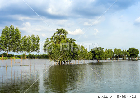 Scenic view of traditional flooded fields like a still lake on floating season in rural Thailand. Landscape of nature in rainy season and storm damage in agriculture. Heavy flood water concept. 87694713