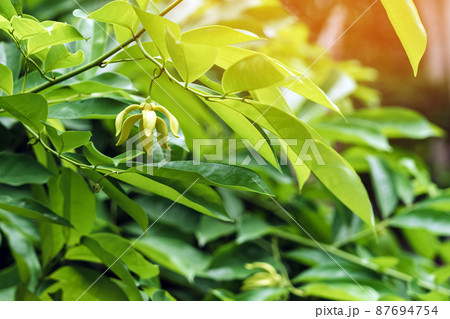 Climbing ylang ylang flower or climbing lang-lang and ilang-ilang is a shrub found in Thailand. Its flowers renowned for its exotic fragrance.The yellow colored flowers of this plant very fragrant. 87694754