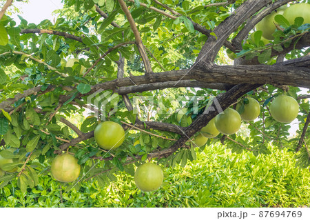 Cerbera Odollam or Suicide fruits on tree is a Thai herbs with properties is Peel used to Laxative, Flower treat of hemorrhoid. Pong pong, Indian suicide tree, Fruit of Gray milkwood. Selective focus. 87694769