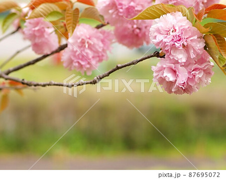 八重桜の花とコピースペース 八重桜の花とコピースペース 87695072