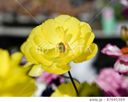 ラナンキュラス 87695369