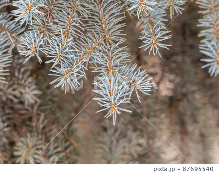 Fir branch with needles in the sunset light Fir branch with needles in the sunset light 87695540
