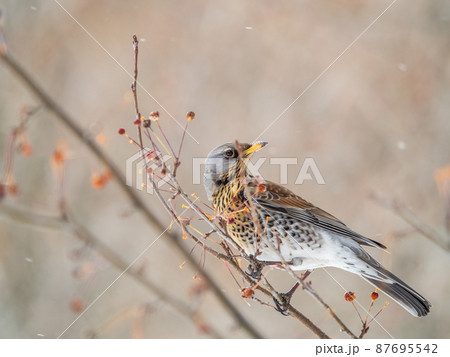 Fieldfare sitting on the bush and feeding on wild red apples in winter or early spring time. Fieldfare sitting on the bush and feeding on wild red apples in winter or early spring time. 87695542