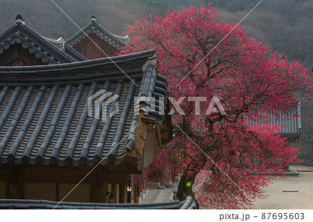 梅 紅梅 華厳寺 87695603