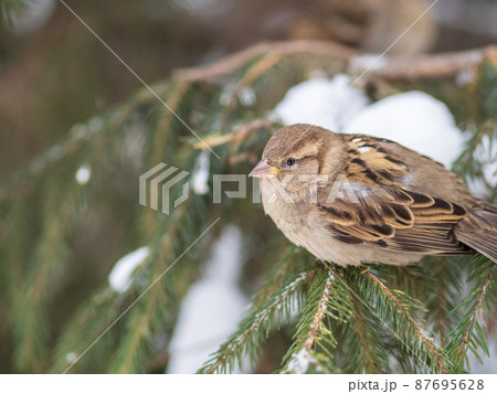 Sparrow sits on a fir branch with snow in winter Sparrow sits on a fir branch with snow in winter 87695628