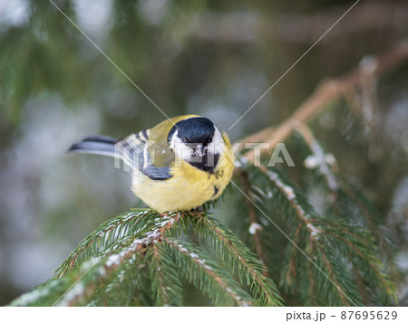 Cute bird Great tit, songbird sitting on the fir branch with snow in winter Cute bird Great tit, songbird sitting on the fir branch with snow in winter 87695629