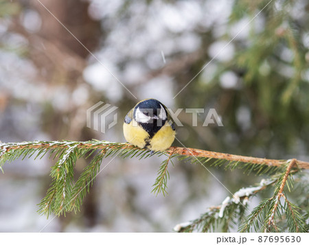 Cute bird Great tit, songbird sitting on the fir branch with snow in winter 87695630