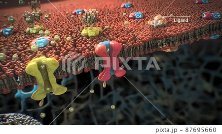 The assembly and functioning of proteins in a cell The assembly and functioning of proteins in a cell 87695660