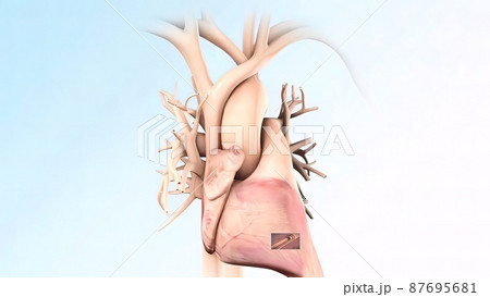 anatomical human heart illustration 87695681