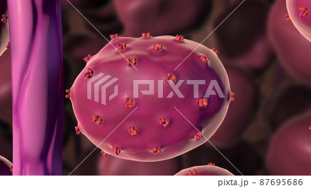 Adrenocorticotropic hormone (ACTH), a polypeptide produced in the anterior lobe 87695686