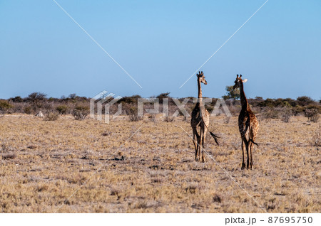 Two Male Giraffes walking next to each other Two Male Giraffes walking next to each other 87695750