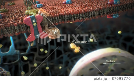 The assembly and functioning of proteins in a cell The assembly and functioning of proteins in a cell 87695770