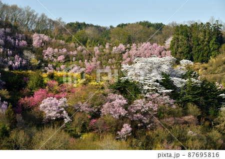 福島市の里山の花咲く花見山公園 87695816