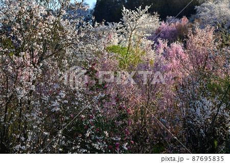 福島市の里山の花咲く花見山公園 87695835