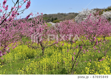 福島市の里山の花咲く花見山公園内の花桃畑に菜の花群生 福島市の里山の花咲く花見山公園内の花桃畑に菜の花群生 87695849
