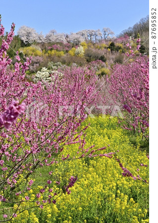 福島市の里山の花咲く花見山公園内の花桃畑に菜の花群生 87695852