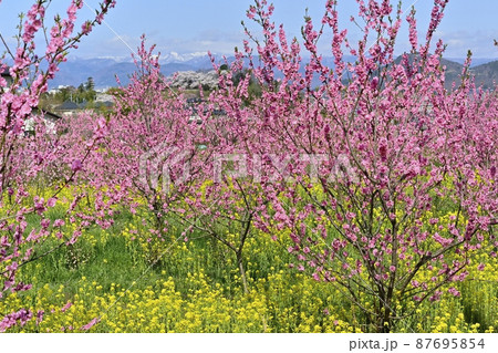 福島市の里山の花咲く花見山公園内の花桃畑に菜の花群生 福島市の里山の花咲く花見山公園内の花桃畑に菜の花群生 87695854
