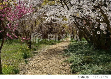 福島市の里山の花咲く花見山公園の花のトンネル 87695870