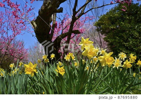 福島市の里山の花咲く花見山公園 87695880