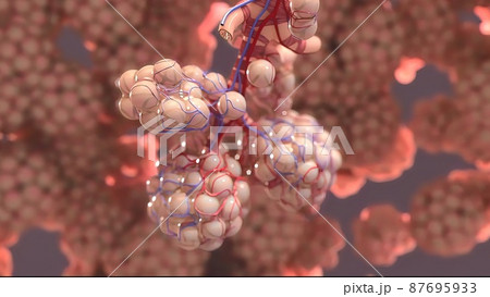 3D Medical illustration Respiratory System, Alveoli 3D Medical illustration Respiratory System, Alveoli 87695933