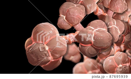 Respiratory system Alveoli.Pulmonary alveolus, plural pulmonary alveoli 87695939
