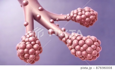 Respiratory system Alveoli.Pulmonary alveolus, plural pulmonary alveoli 87696008