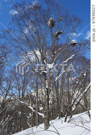 冬の森で青空と雪の積った熊棚 冬の森で青空と雪の積った熊棚 87696027
