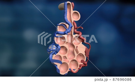 Respiratory system, Alveoli. Oxygen and Carbon Dioxide Exchange 87696086