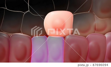 Adult stem cell 87696094