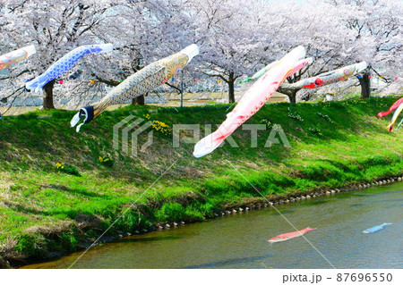 桜と鯉のぼり　浅水川　春 87696550