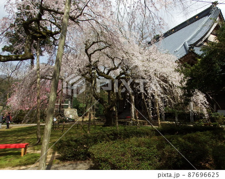 満開の福井市の西雲寺のシダレ桜 満開の福井市の西雲寺のシダレ桜 87696625