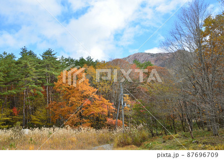 観音沼森林公園の紅葉 2021-11-3 #37 観音沼森林公園の紅葉 2021-11-3 #37 87696709