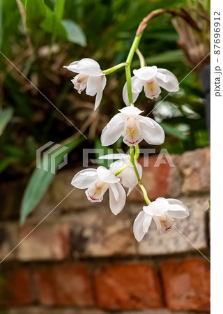 Blooming white orchid in greenhouse 87696912