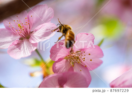 河津桜と蜂 87697229