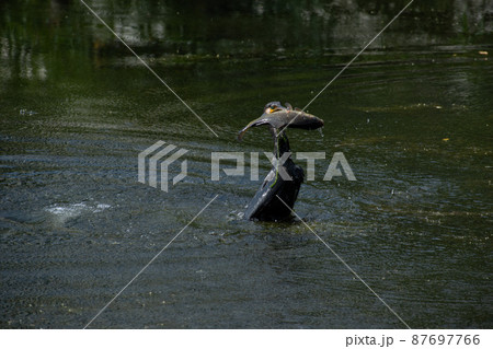 池の魚を捉えたカワウ 池の魚を捉えたカワウ 87697766