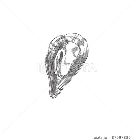 Mussel closed single shell hand drawn sketch style vector illustration isolated. 87697889
