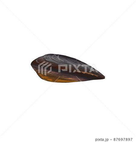 Hand drawn mussel in colored sketch style, vector illustration isolated on white background. 87697897