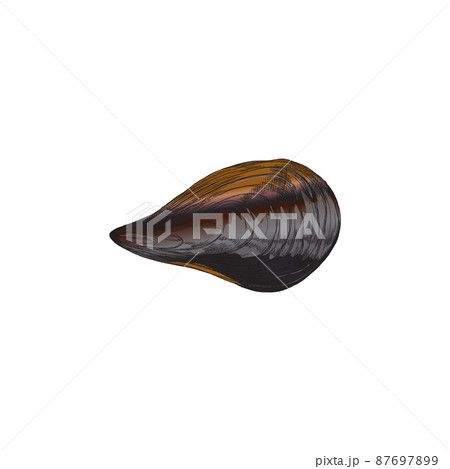 Mussel shell valve top view hand drawn sketch vector illustration isolated. Mussel shell valve top view hand drawn sketch vector illustration isolated. 87697899